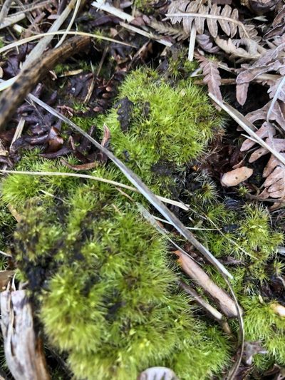 Campylopus pyriformis, photographed by James Clow