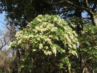 Pieris japonica, photographed by Marco Mussita