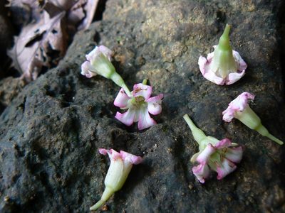 Piliostigma malabaricum, photographed by Dinesh Valke