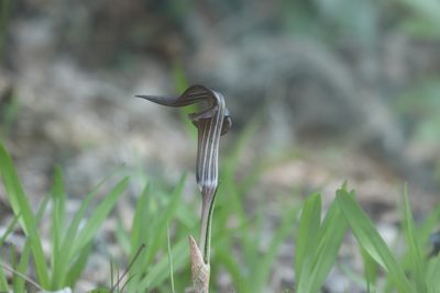 Arisaema limbatum, photographed by Se Lena