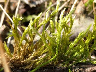 Homalothecium lutescens, photographed by Michel Langeveld