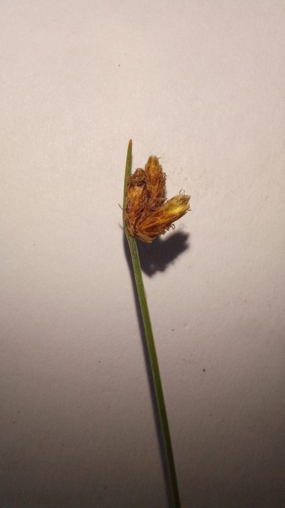 Ficinia sylvatica, photographed by kevin koen