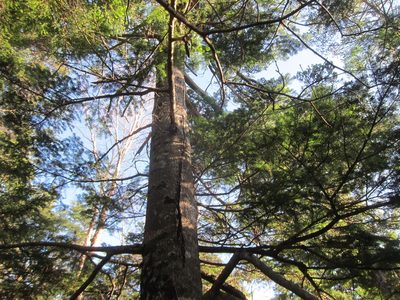 Abies veitchii, photographed by Marco Mussita