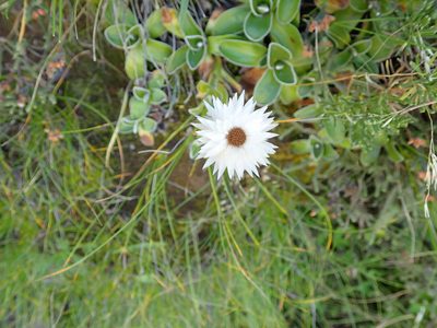 Helichrysum marginatum, photographed by Peter Warren