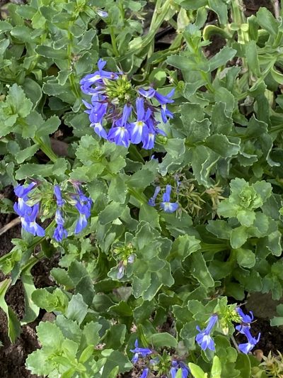 Lobelia valida, photographed by Christina
