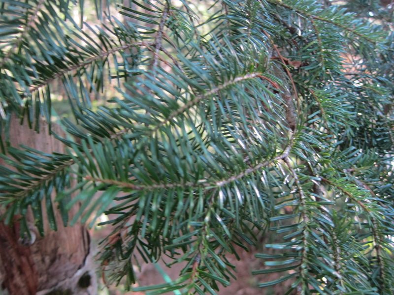 Abies veitchii, photographed by Marco Mussita