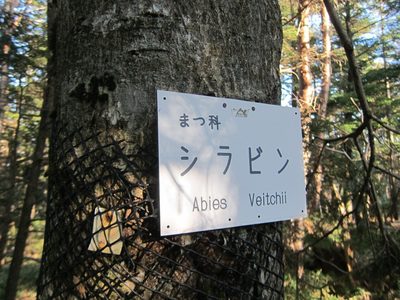 Abies veitchii, photographed by Marco Mussita