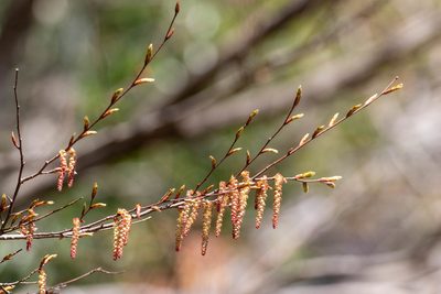 Carpinus laxiflora, photographed by WATANABE Hitoshi 渡辺仁