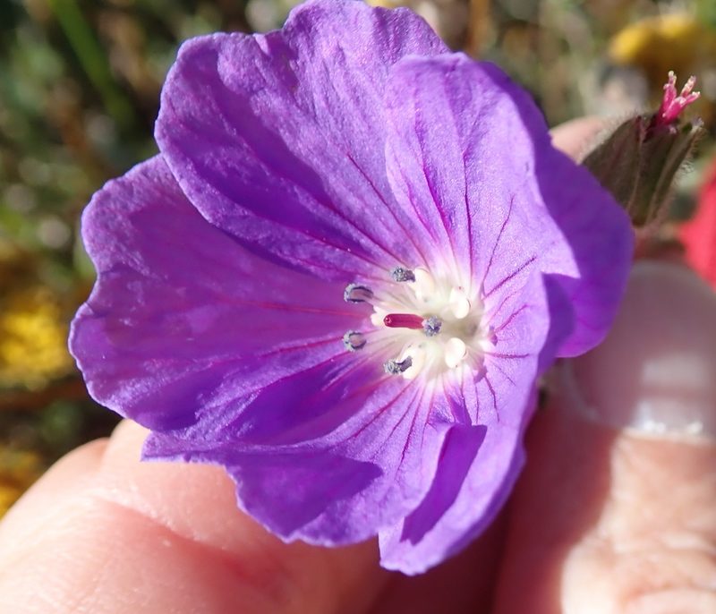 Geranium brycei, photographed by Peter Warren