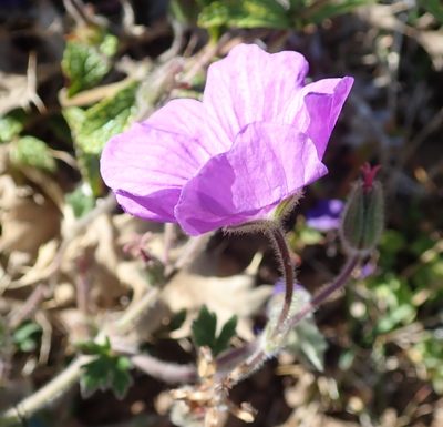 Geranium brycei, photographed by Peter Warren