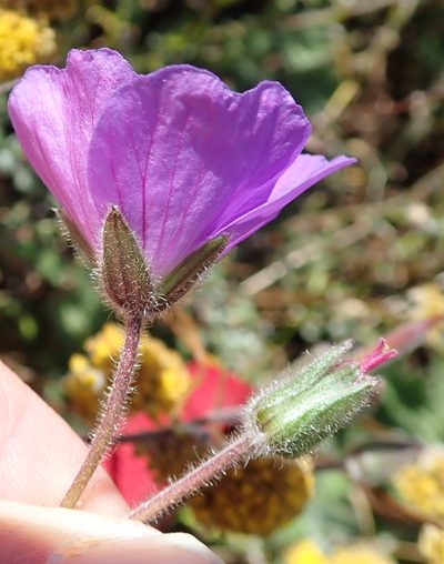 Geranium brycei, photographed by Peter Warren