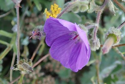 Geranium brycei, photographed by Peter Warren