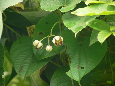 Cynanchum annularium, photographed by Dinesh Valke