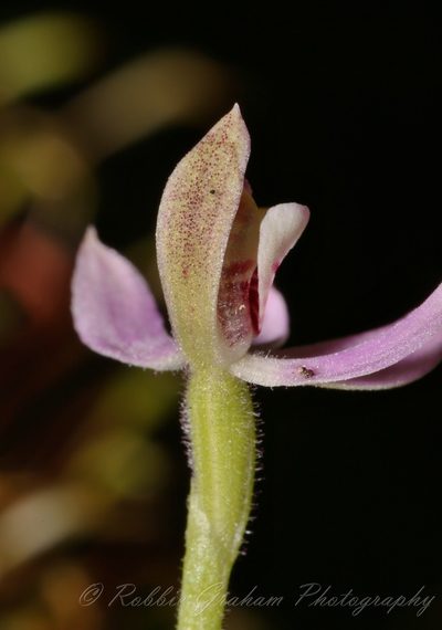 Caladenia bartlettii, photographed by Robbie Graham