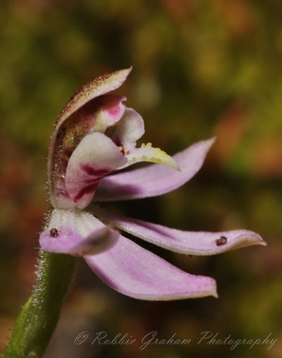 Caladenia bartlettii, photographed by Robbie Graham