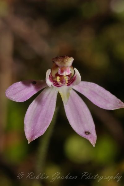 Caladenia bartlettii, photographed by Robbie Graham