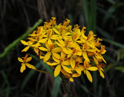 Epidendrum aura-usecheae, photographed by Todd Boland