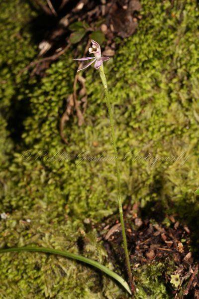 Caladenia bartlettii, photographed by Robbie Graham