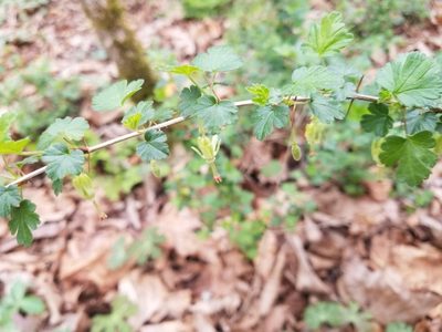 Ribes echinellum, photographed by Anthony A Simmons