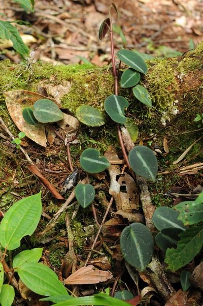 Peperomia eburnea, photographed by Todd Boland