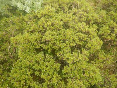 Salix myrsinites, photographed by Сергей Крыленко