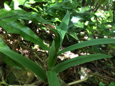 Pterostylis cardiostigma, photographed by Tim Park