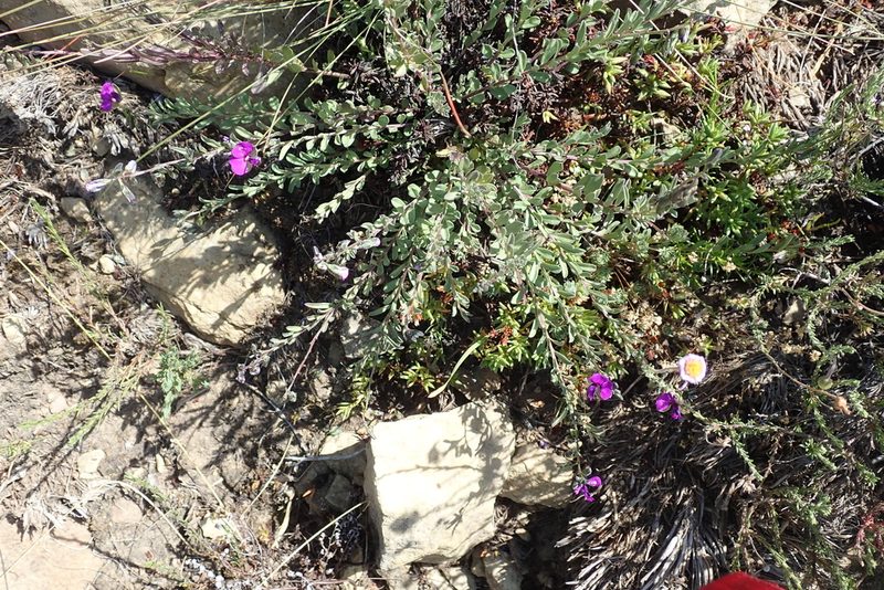 Polygala rehmannii, photographed by Peter Warren