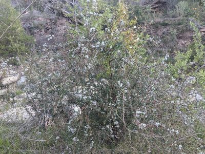 Ceanothus megacarpus, photographed by Zack Abbey