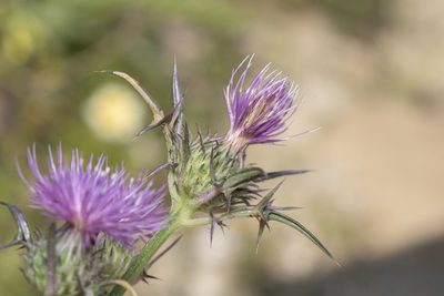 Notobasis syriaca, photographed by Eleftherios Katsillis