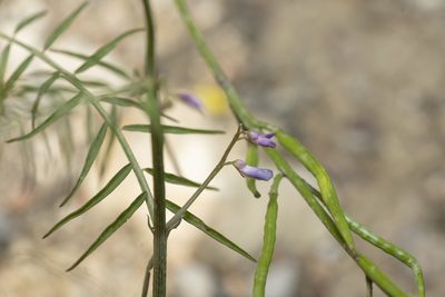 Vicia palaestina, photographed by Eleftherios Katsillis