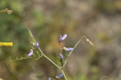 Vicia palaestina, photographed by Eleftherios Katsillis