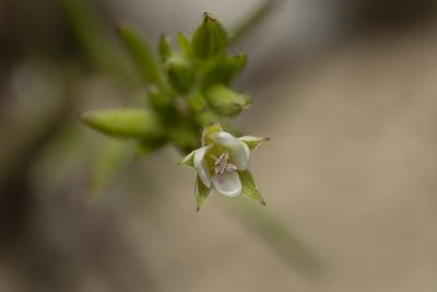 Sabulina tenuifolia, photographed by Eleftherios Katsillis
