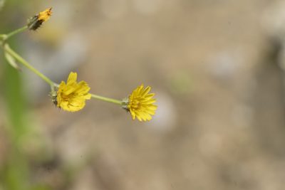 Crepis micrantha, photographed by Eleftherios Katsillis