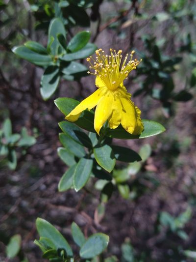 Hypericum edisonianum, photographed by Scott Ward