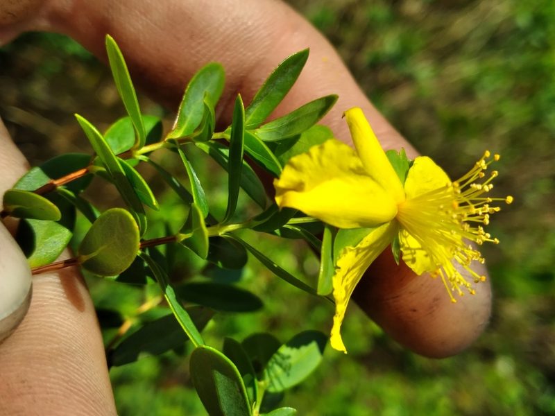 Hypericum edisonianum, photographed by Scott Ward