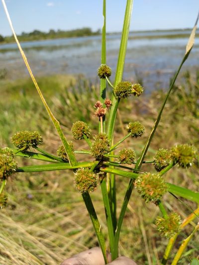 Cyperus blepharoleptos, photographed by Scott Ward