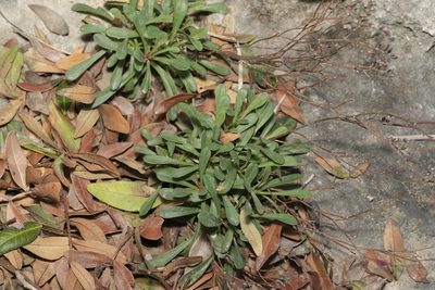 Limonium virgatum, photographed by Eleftherios Katsillis