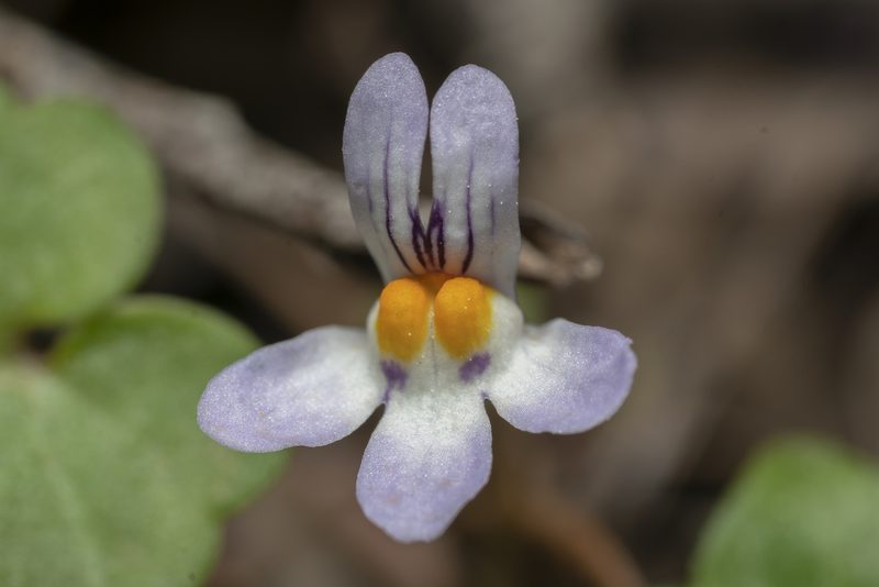 Cymbalaria longipes, photographed by Eleftherios Katsillis