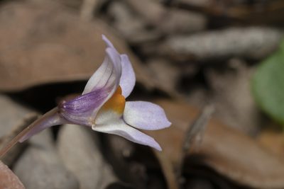 Cymbalaria longipes, photographed by Eleftherios Katsillis