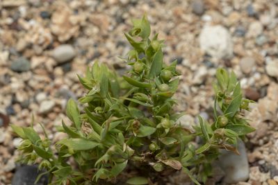 Lysimachia linum-stellatum, photographed by Eleftherios Katsillis