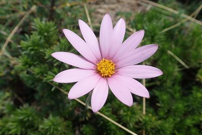Dimorphotheca jucunda, photographed by Peter Warren