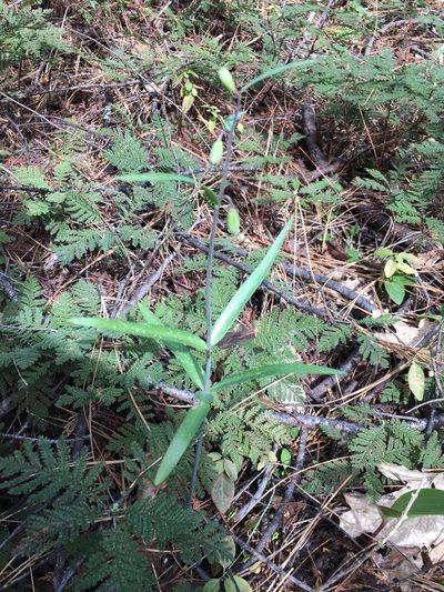 Fritillaria micrantha, photographed by rickr
