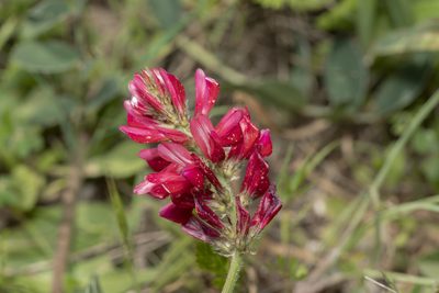 Sulla coronaria, photographed by Eleftherios Katsillis