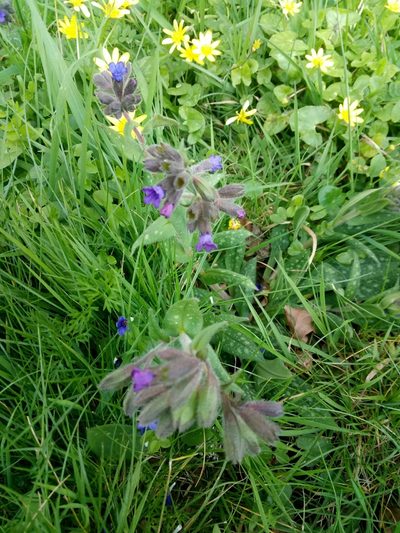 Pulmonaria longifolia, photographed by Crap Fou
