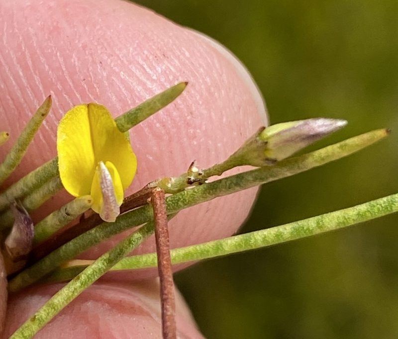 Aspalathus lebeckioides, photographed by Dave U