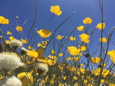 Eschscholzia androuxii, photographed by Ryan Donnelly