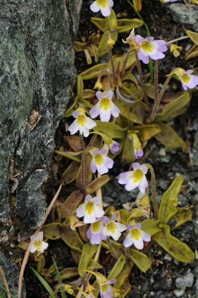 Pinguicula hirtiflora, photographed by Todd Boland
