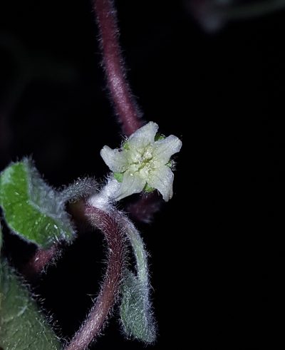Dichondra brachypoda, photographed by Alex Abair