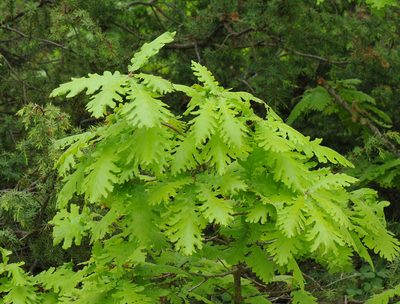 Quercus frainetto, photographed by Todd Boland