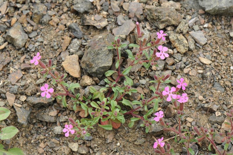 Saponaria calabrica, photographed by Todd Boland